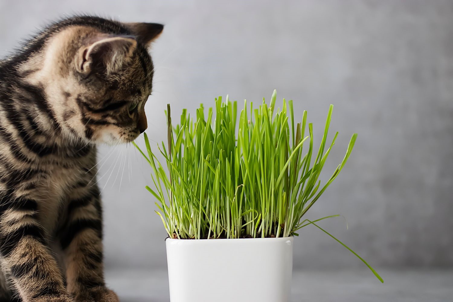 Katzengras: Die besten Gründe, warum Ihre Katze es lieben wird